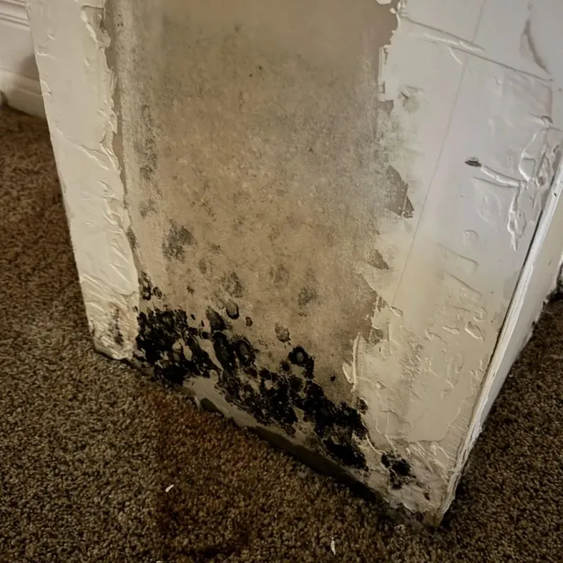 Professional Mold Removal in Woodward, IA